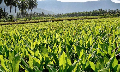 02dec_tymbg04_t+03TY_TURMERIC